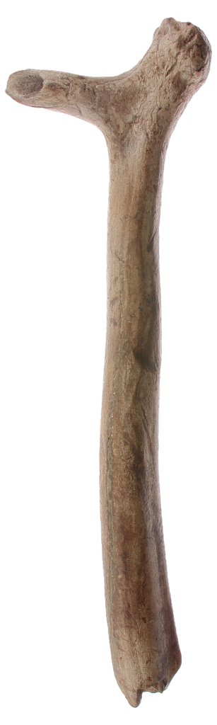 Slagvåben fra Arreskov Sø 